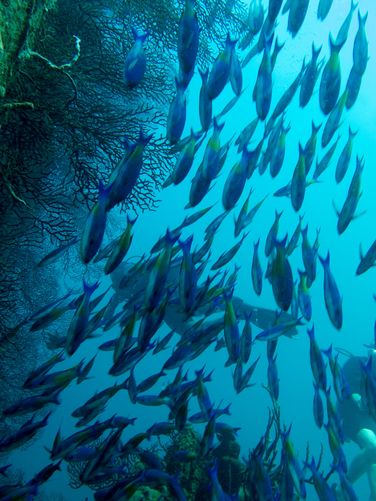 IMG_0501 - Dive Hightide Barbados